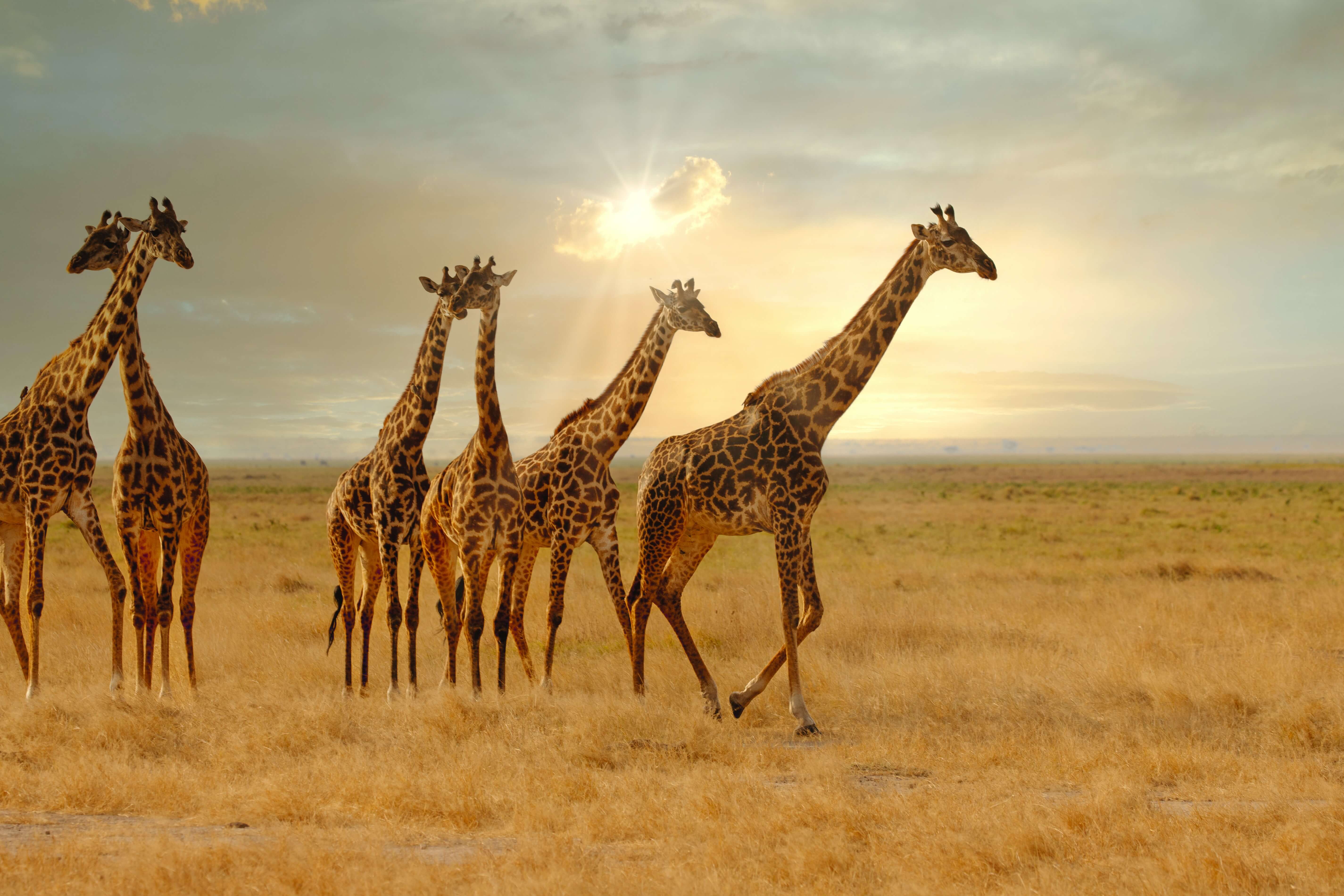 セレンゲティ国立公園はタンザニアの世界遺産！野生動物の観光の魅力やツアーを紹介 | NEWT（ニュート）